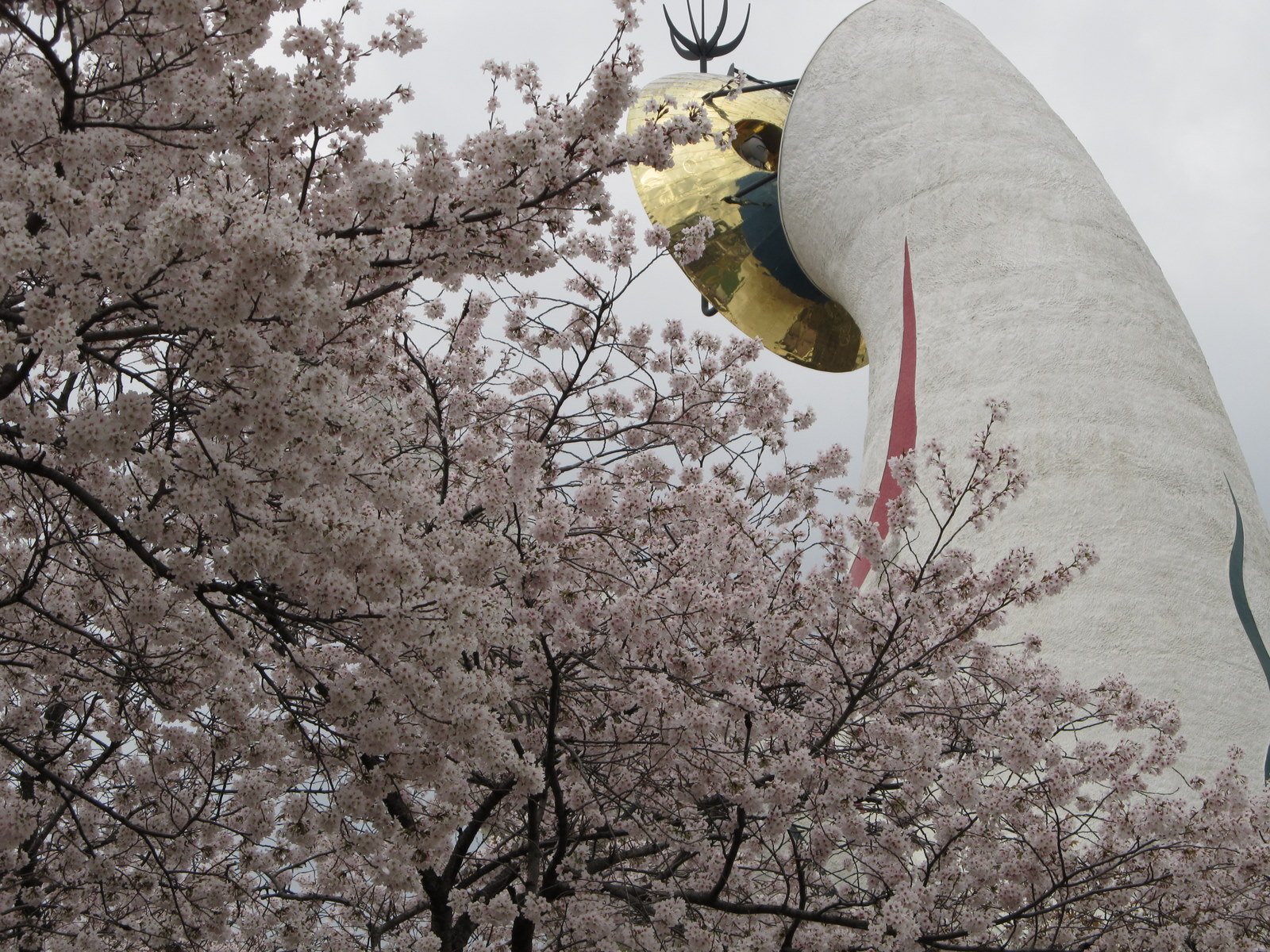 手前に満開の桜の枝、その奥に太陽の塔の上部。白い塔の側面に赤い線の模様、金色の「黄金の顔」が桜越しに見える