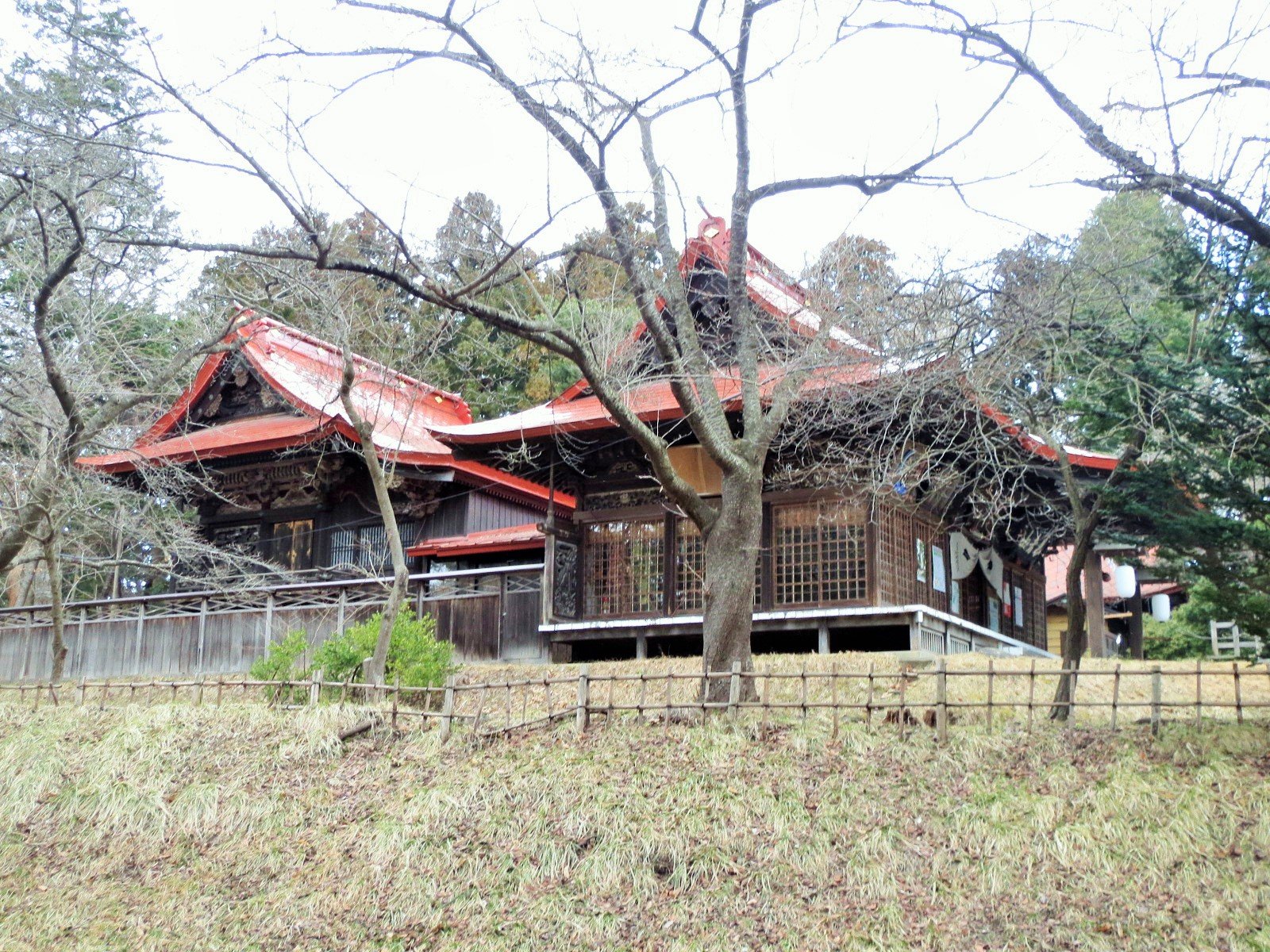 桜の枝ごしに見える長者山新羅神社の本殿と拝殿。赤い屋根と木組みの社殿が木立に囲まれている