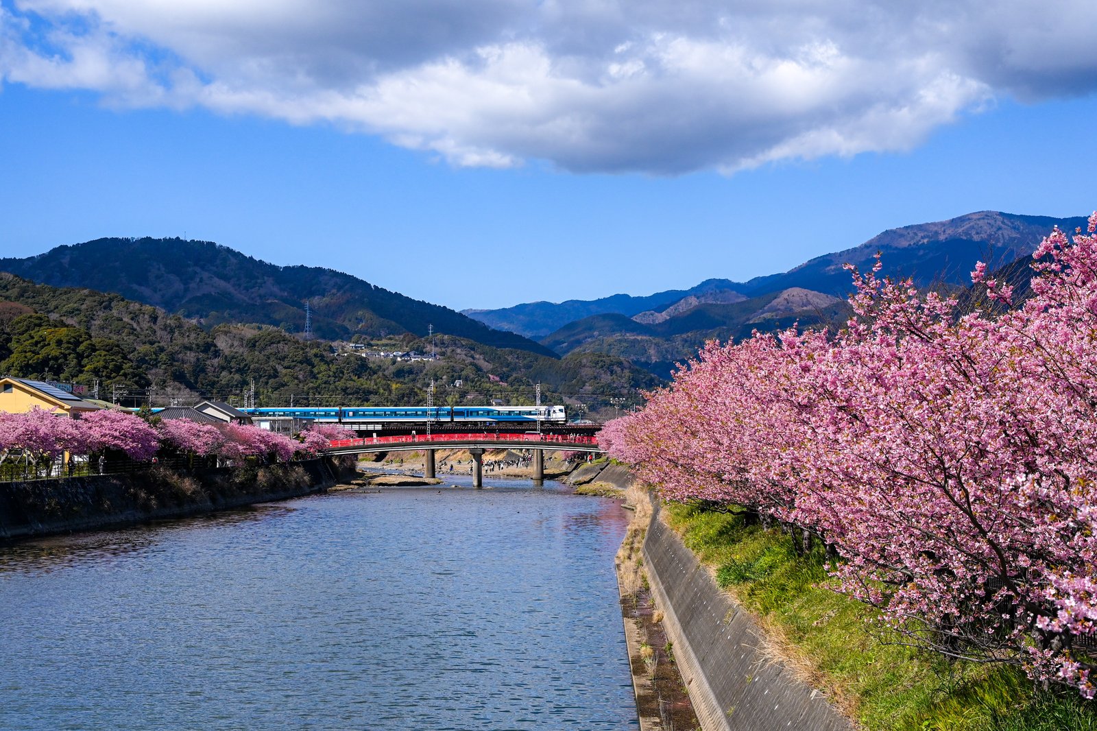 河津川沿いに咲く河津桜と、その向こうを走る特急踊り子号