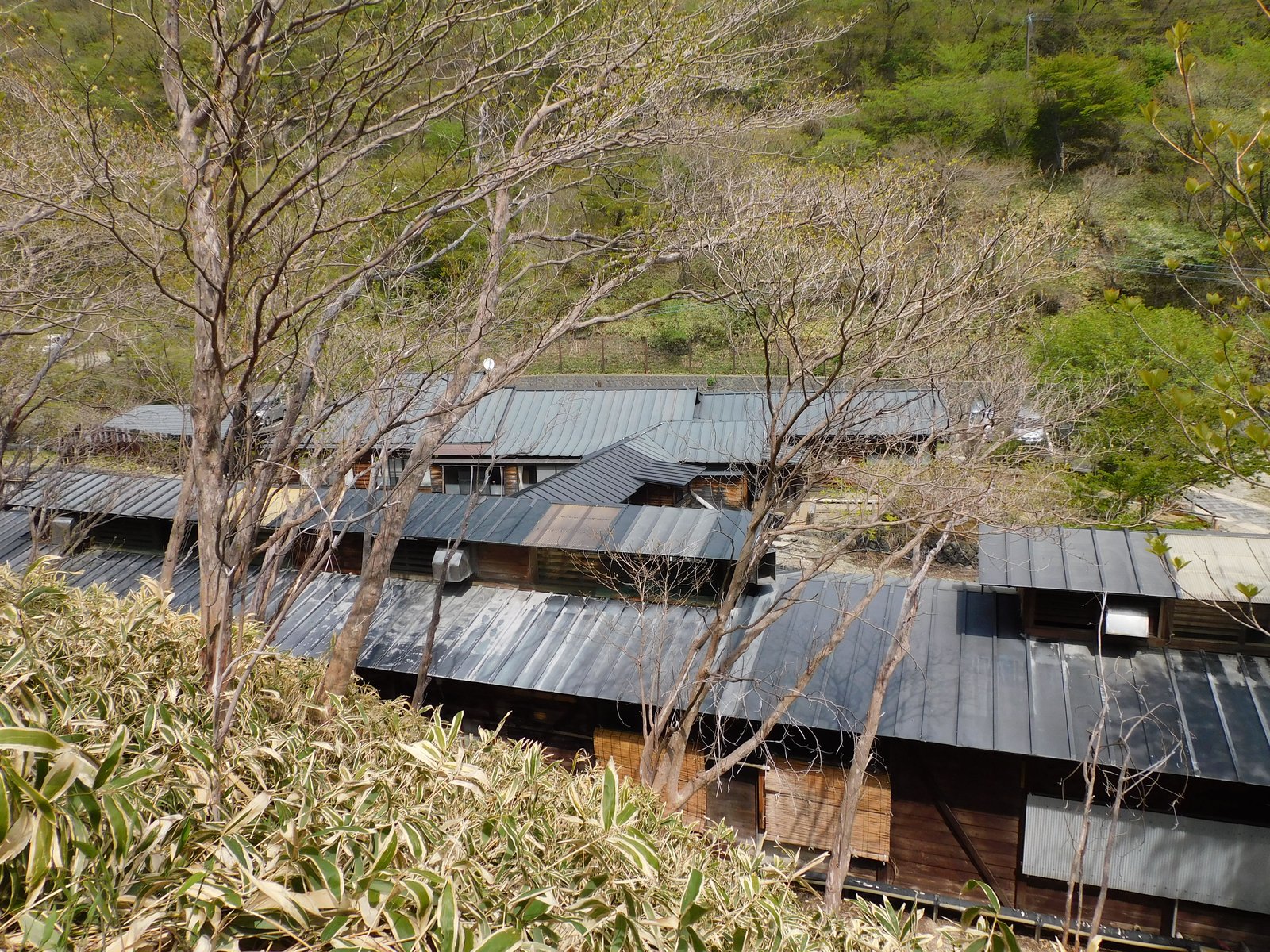 斜面の上から見下ろした鹿の湯の建物。黒い金属の屋根と木の壁の平屋が谷に沿って並び、手前に笹と木の枝がかかる