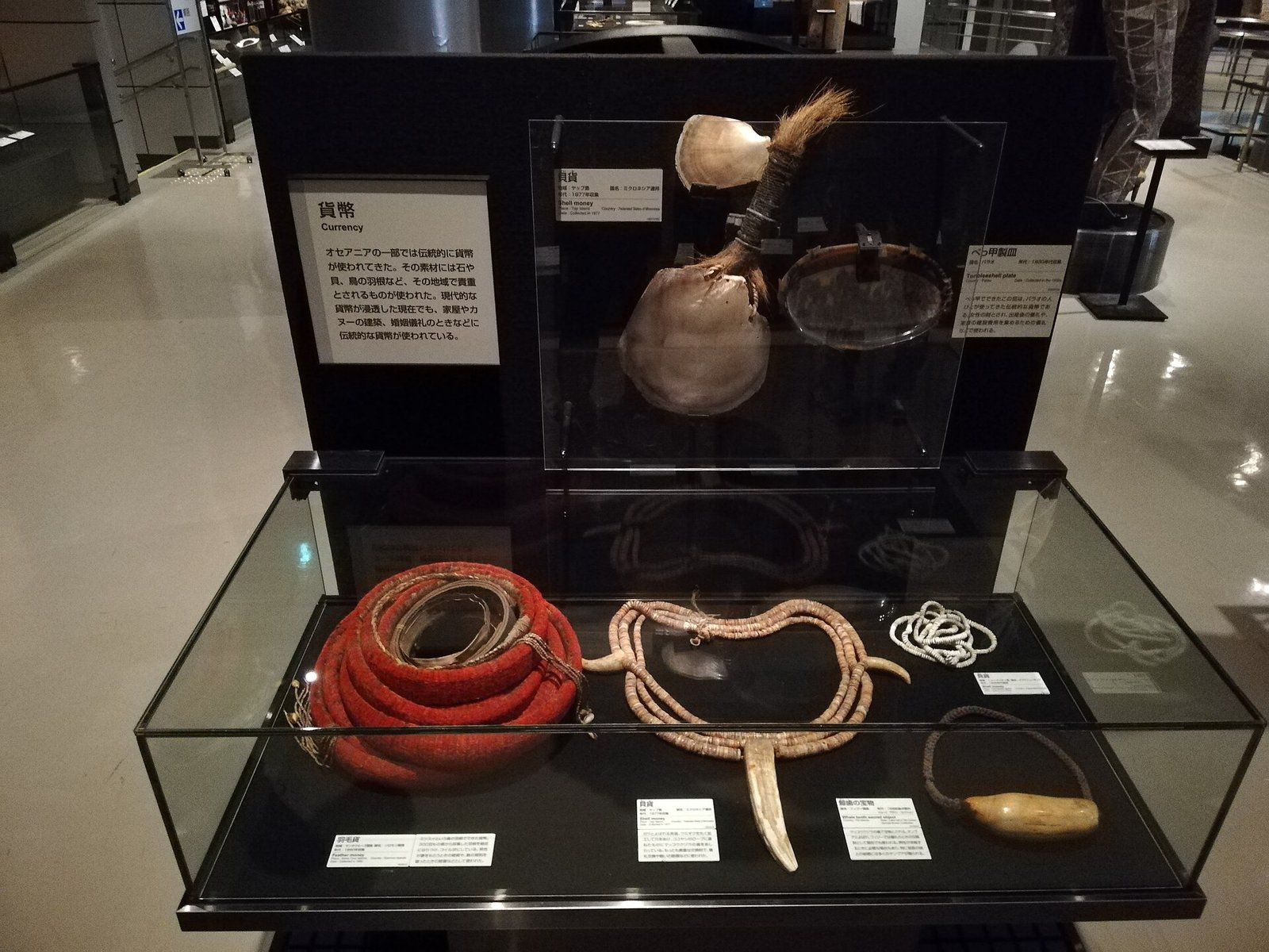 貨幣のコーナー。貝貨や赤い羽毛貨、べっ甲製の皿が並ぶ展示ケース
