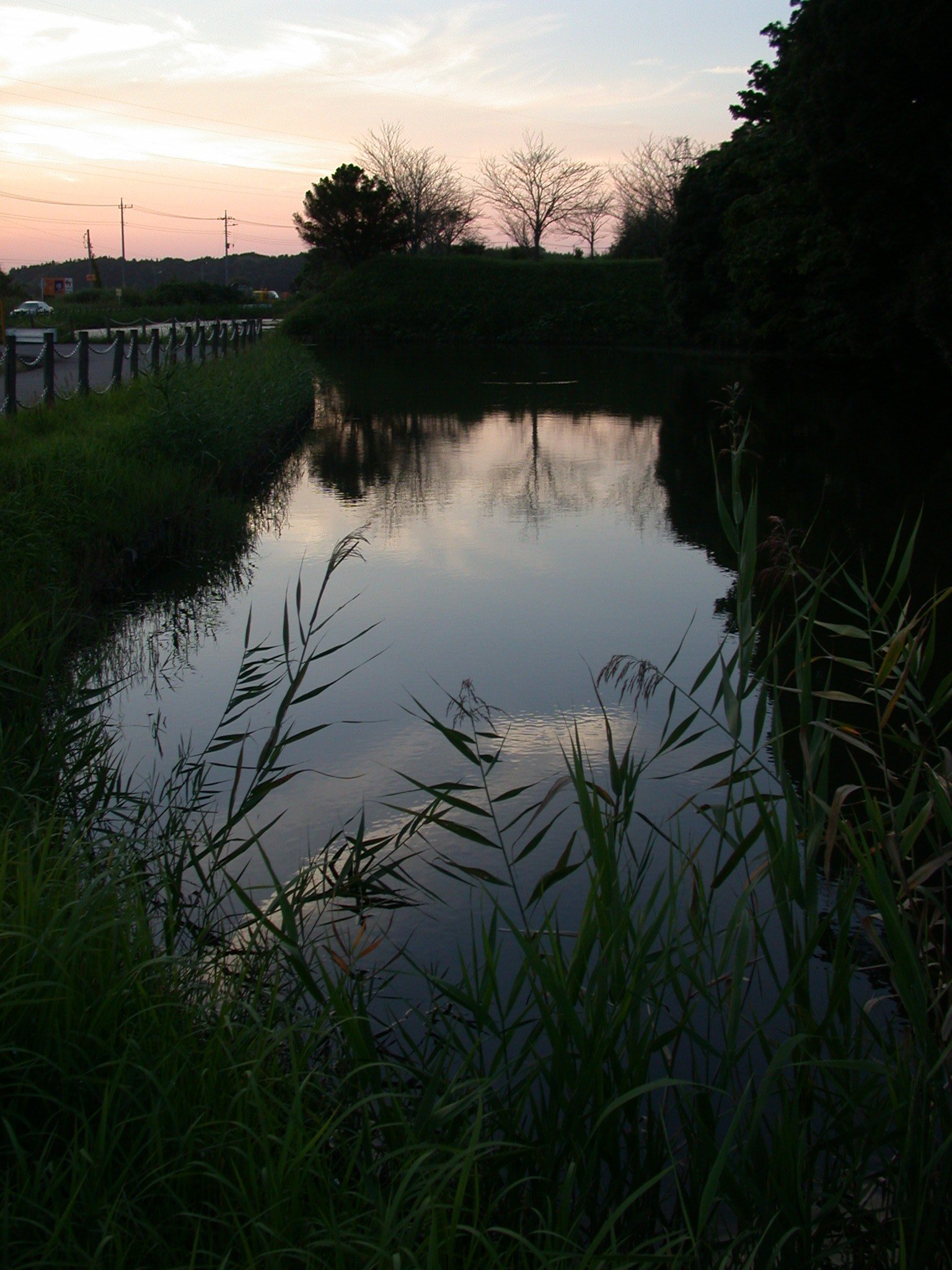 夕暮れの佐倉城跡の水堀。手前に葦が茂り、水面に空と土塁の上の木々が映っている