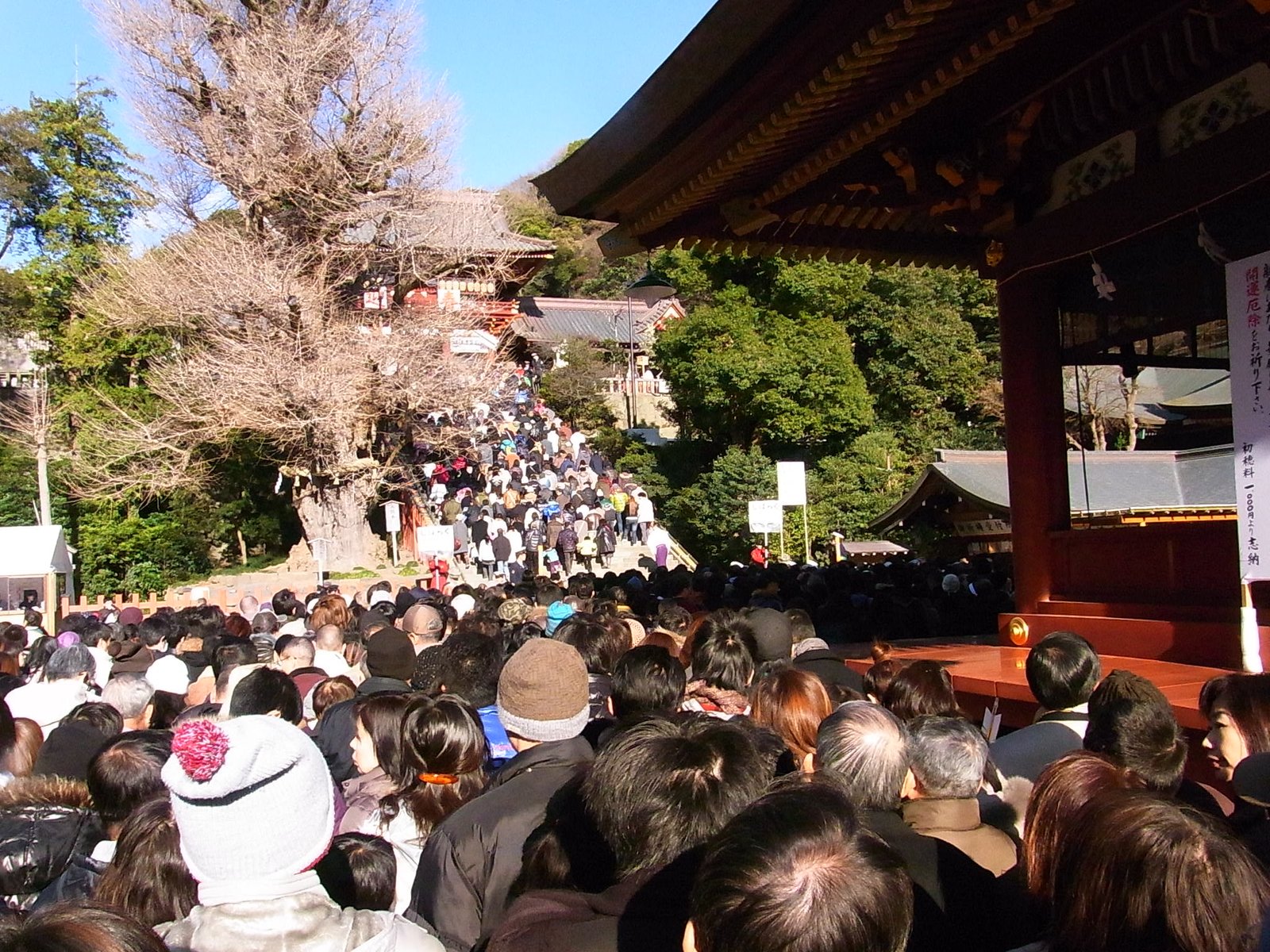 元日の鶴岡八幡宮。右の朱塗りの建物の脇から、大石段を上って本宮へ向かう参拝者の列が続く。左に葉を落とした大きな木と冬の青空