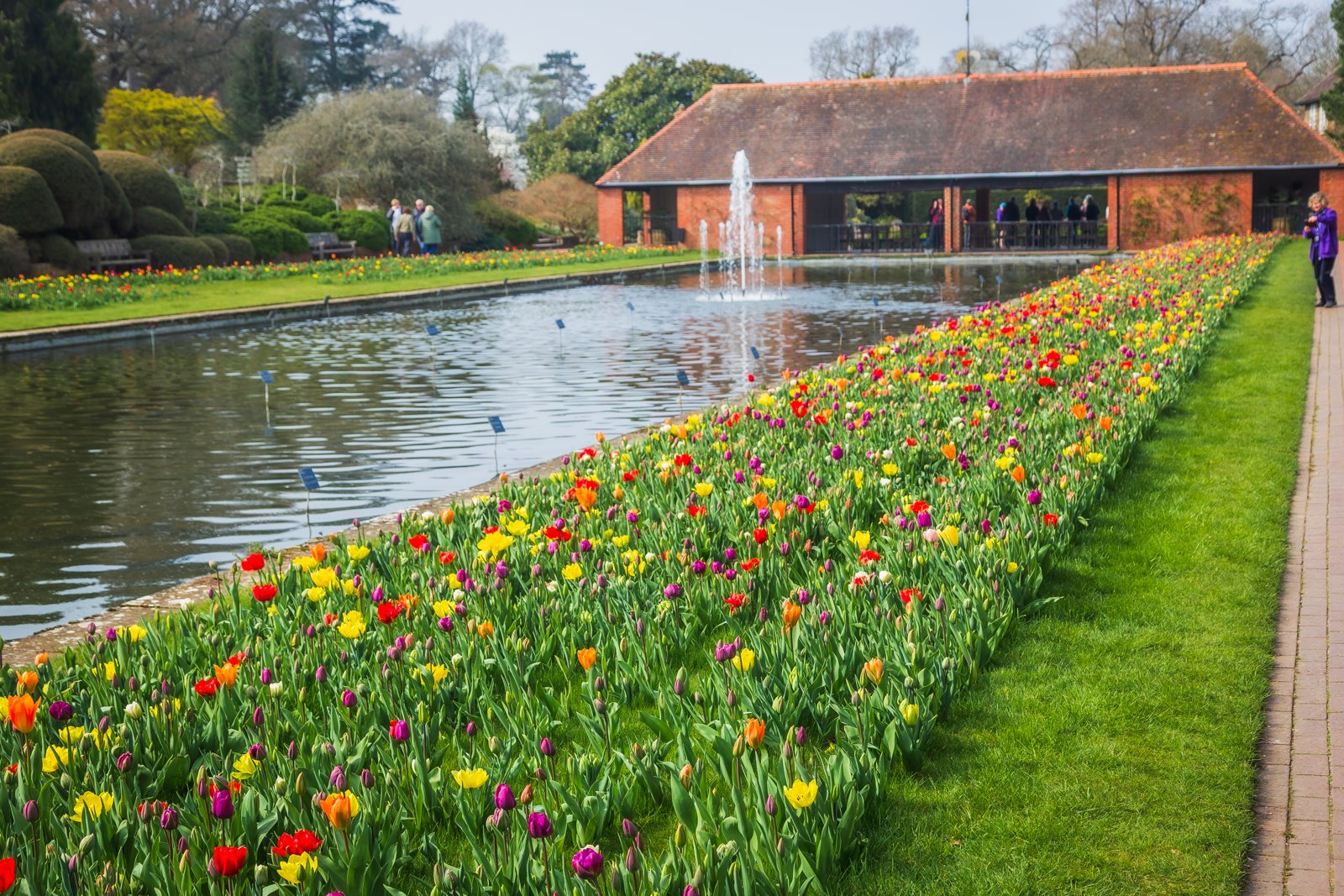 RHS ウィズレー庭園のジェリコー・キャナル。水路の両側に咲くチューリップ