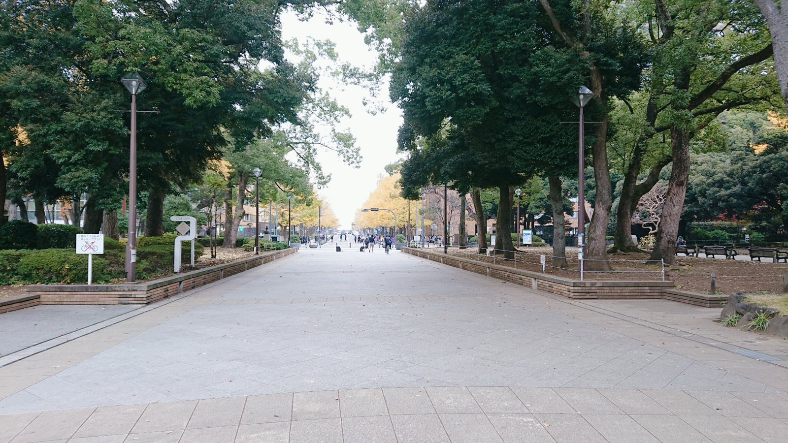 横浜公園の園路。両側に太い木が茂り、まっすぐな道の奥に黄葉した並木が見える