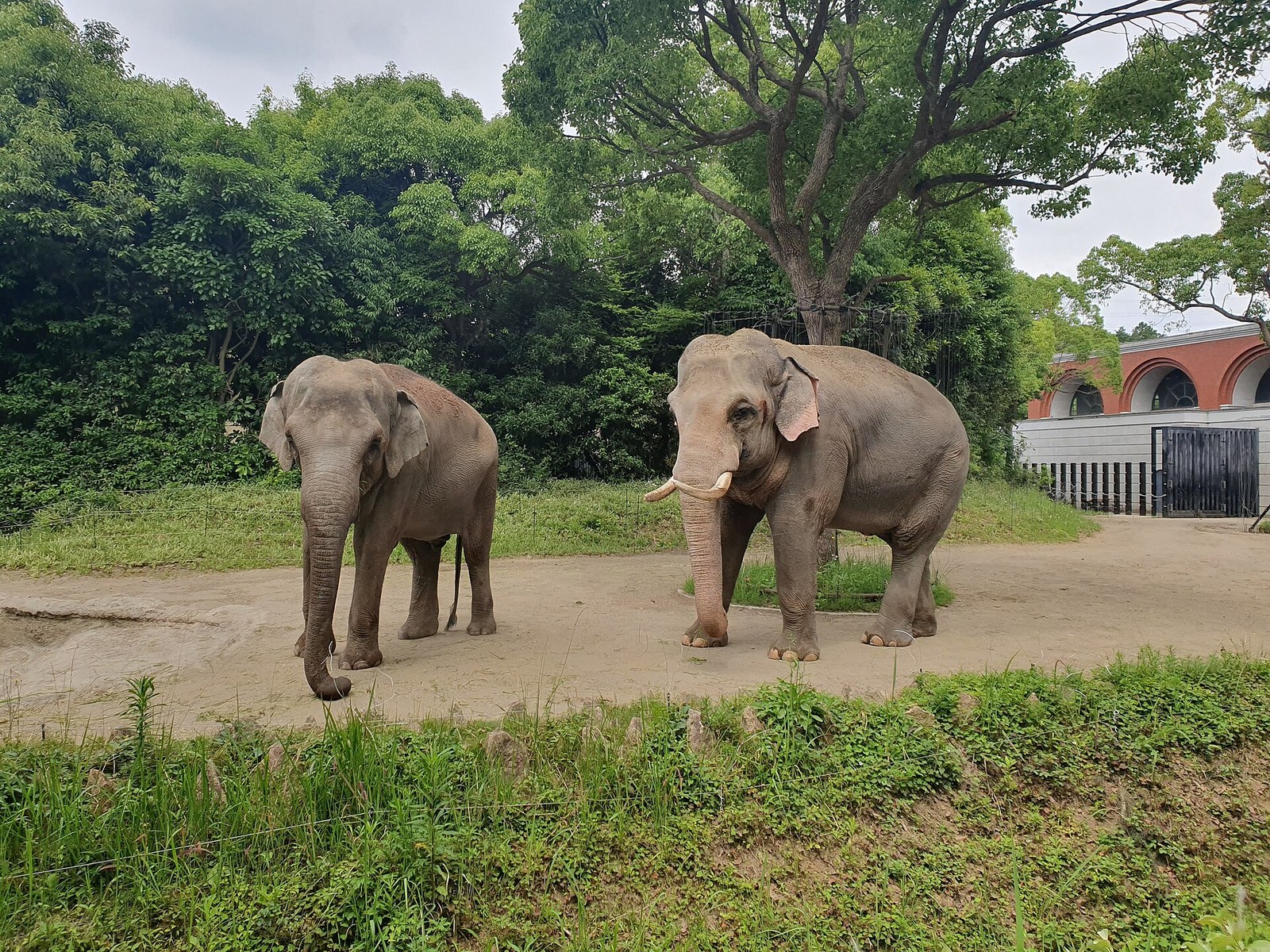 木立の前を歩く2頭のインドゾウ