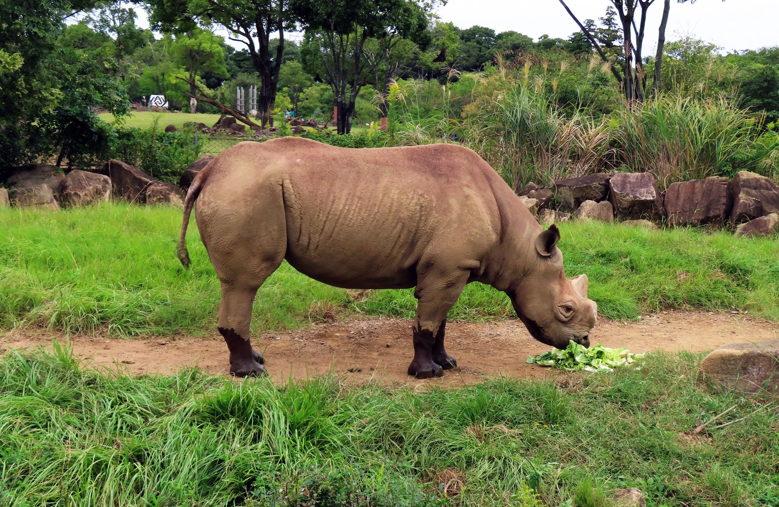 草地で採食するクロサイ