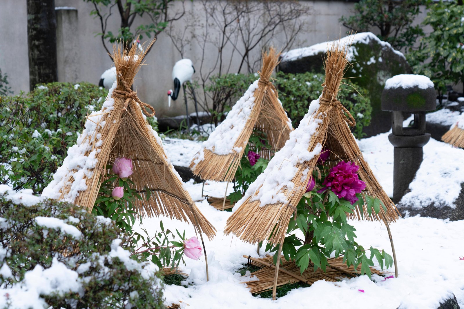 雪の積もった庭に三角の藁の囲いが三つ並び、中で赤紫と桃色の牡丹が咲いている