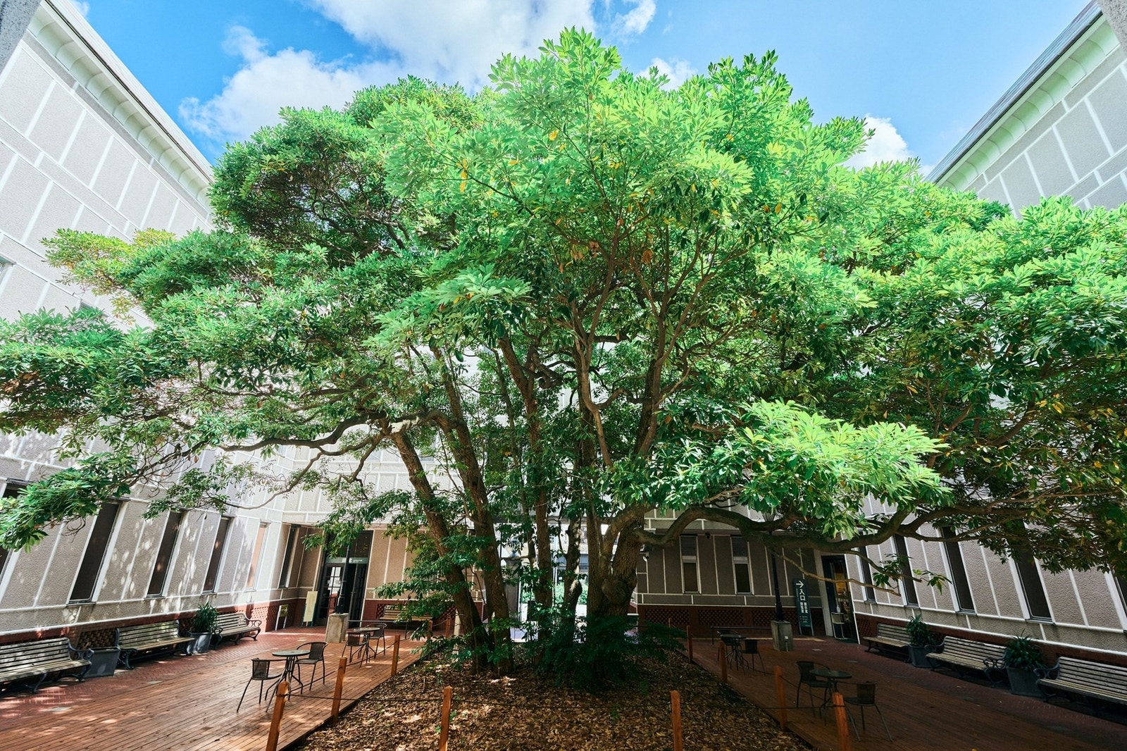 横浜開港資料館の中庭に立つ「たまくすの木」。周囲を囲む建物の間で枝葉が大きく広がっている